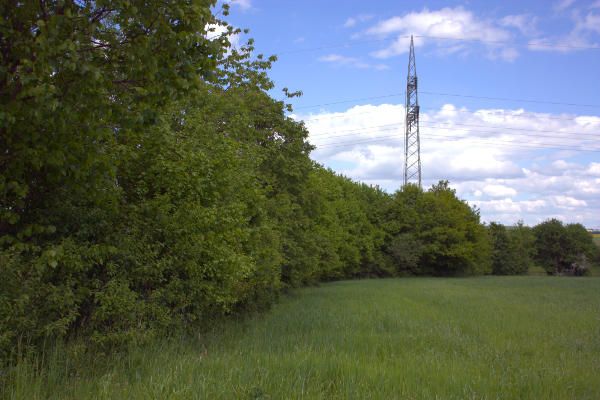 Foto der von uns angepflanzten Wallhecken in
Lügde/Elbrinxen