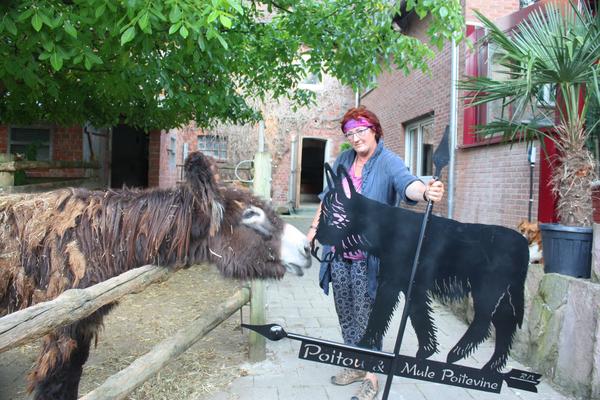 Poitou-Esel Poitou-Esel