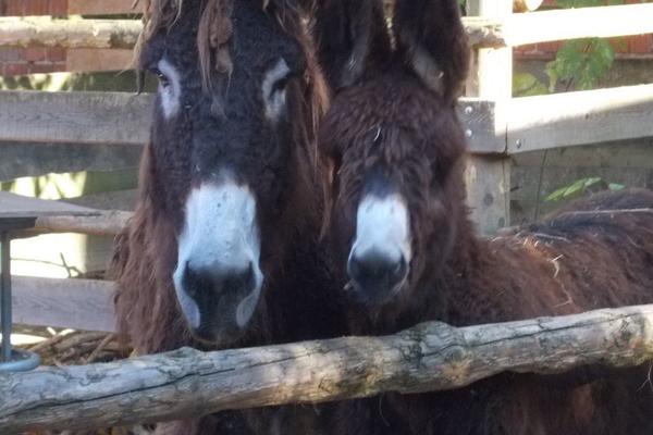 Poitou-Esel mit Fohlen Poitou-Esel mit Fohlen