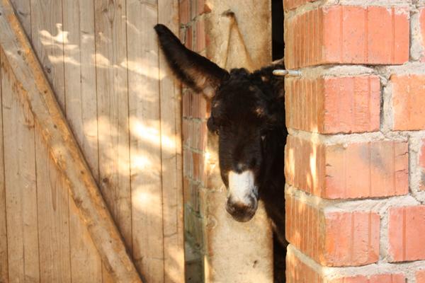 Poitou-Eselfohlen Poitou-Eselfohlen
