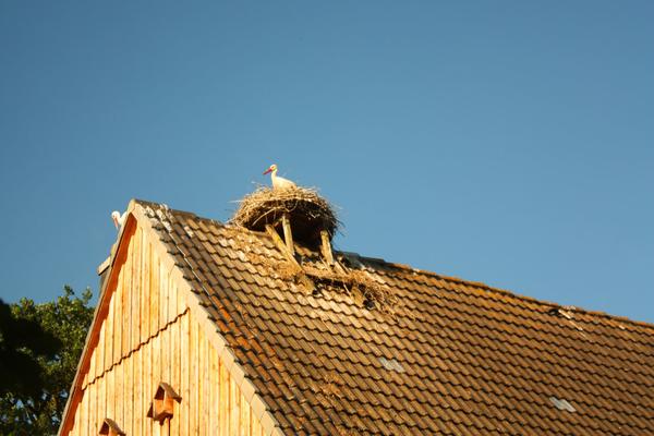 Ein Storchenpaar Ein Storchenpaar auf dem Dach