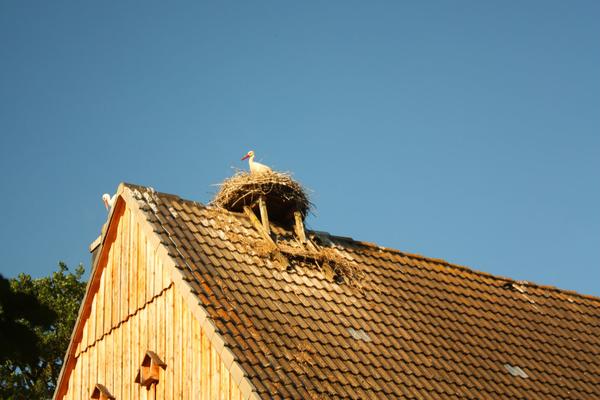 Ein Storchenpaar auf dem Dach